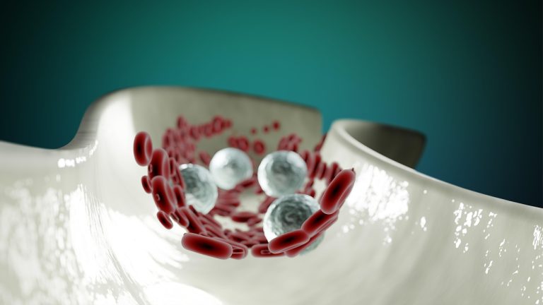 Blood cells viewed under a microscope